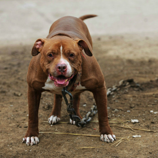 比特犬