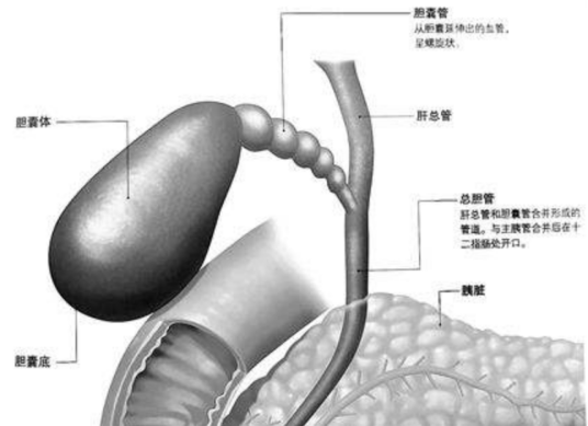 胆囊（医学术语）