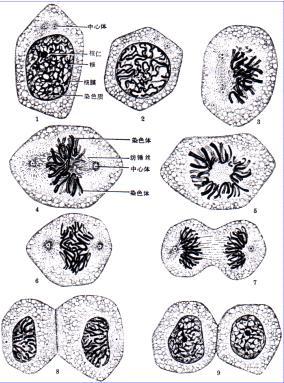 什么是细胞分裂（生物学名词）