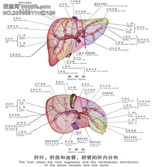 什么是肝（人体脏器名、五脏之一）