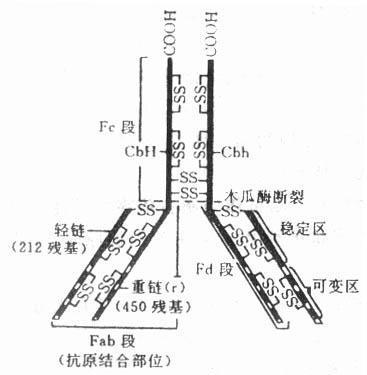 提高免疫力（人体自身的防御机制）