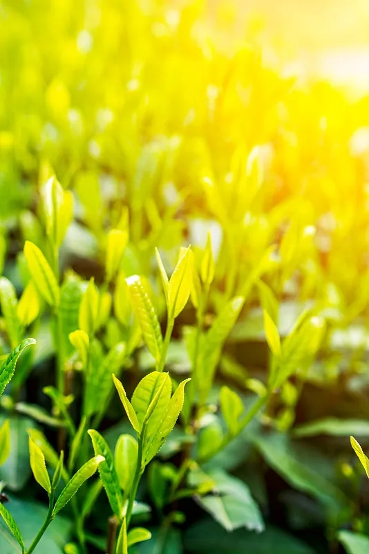 太平猴魁（绿茶类尖茶）