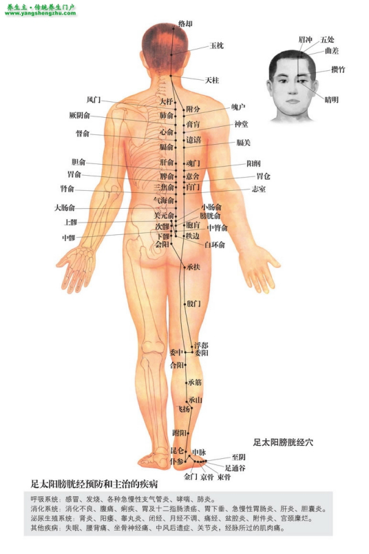 足太阳膀胱经