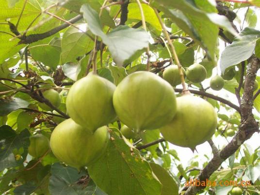 桐油（大戟科油桐属植物）