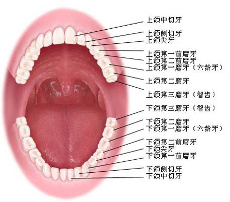 什么是恒牙