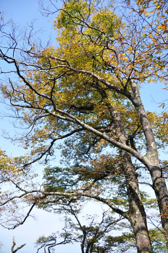 山毛榉（双子叶植物纲山毛榉目山毛榉科植物）