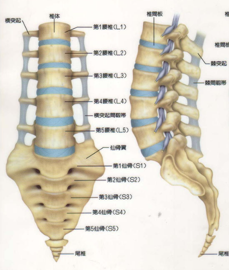 腰椎