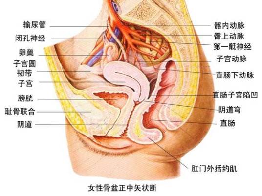 什么是直肠