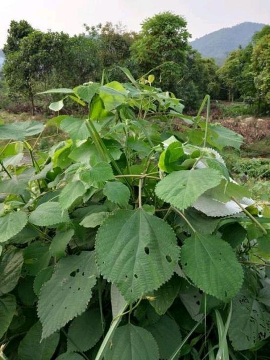 什么是苎麻（荨麻科苎麻属植物）