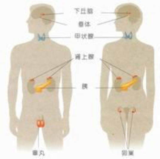 什么是内分泌科（治疗内分泌科疾病的地方）