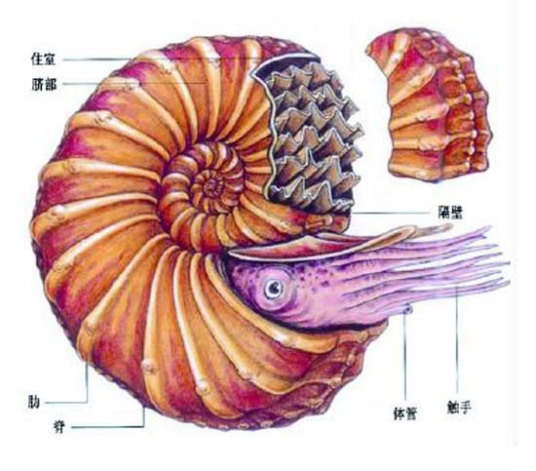 菊石（软体动物门头足纲的一个亚纲）