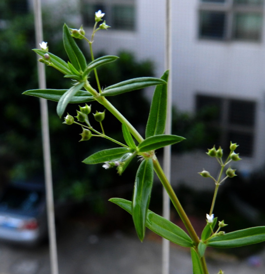 白花蛇舌草（茜草科耳草属植物）