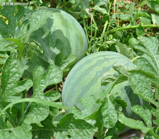 宝兰（高代自交系植物）