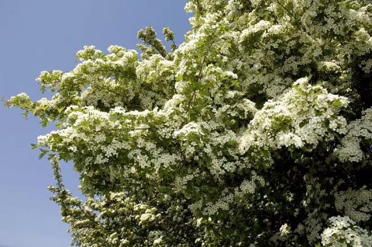 山楂花（蔷薇科植物山楂的花）