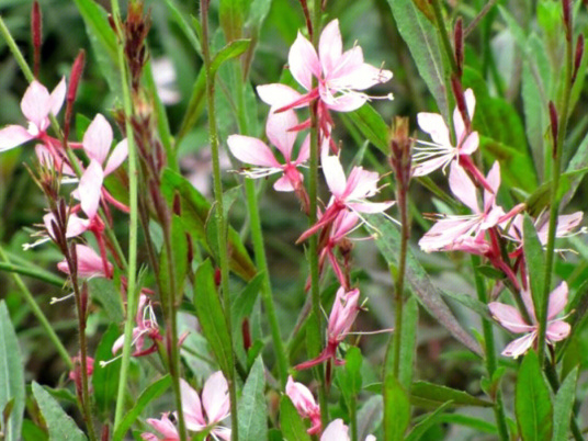 山桃草（柳叶菜科山桃草属植物）