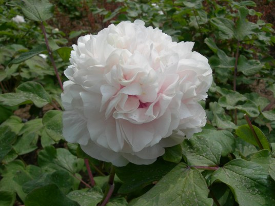 什么是金桂飘香（芍药科芍药属植物）