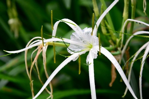 水鬼蕉（百合目石蒜科植物）