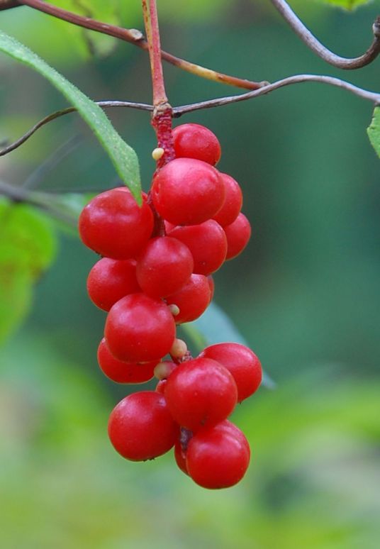 五味子（木兰科五味子属植物）