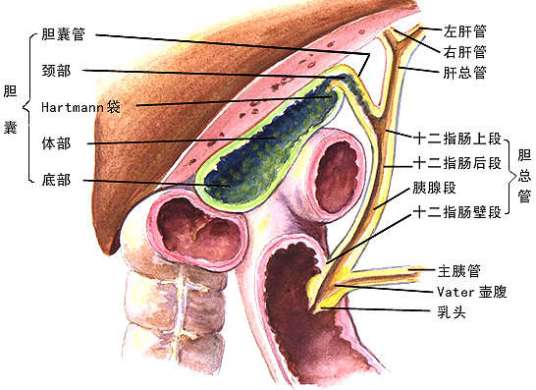 什么是oddi括约肌