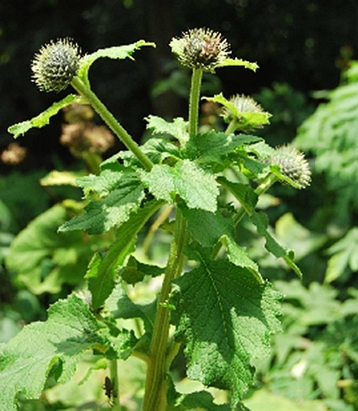 云木香（菊科风毛菊属植物）