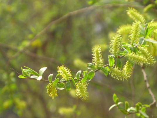 柳花（植物）