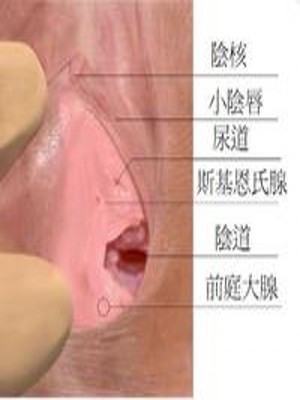 斯基恩氏腺