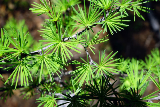 松叶（松杉目松科植物）