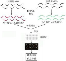 基因芯片