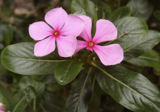 长春花（夹竹桃科长春花属植物）