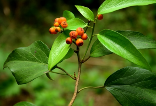 常春藤（五加科常春藤属植物）