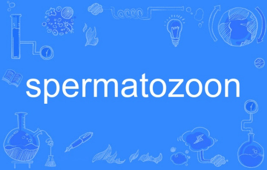 spermatozoon