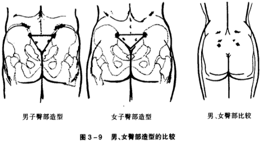 臀部（人体部位）