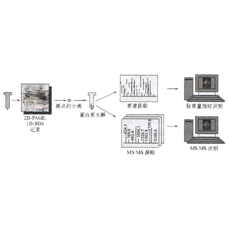 什么是SDS聚丙烯酰胺凝胶电泳