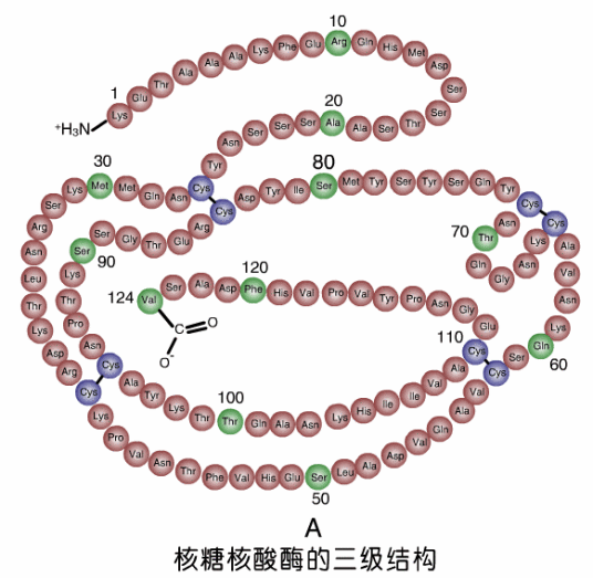 什么是核酸酶