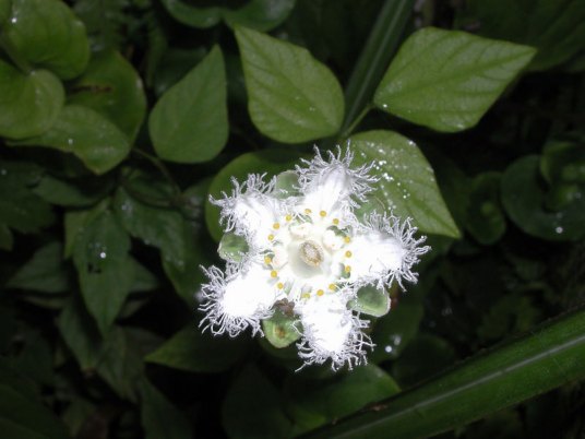 肺心草（虎耳草科植物植物）