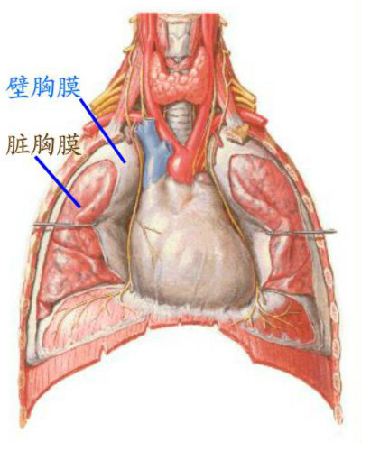 什么是胸膜