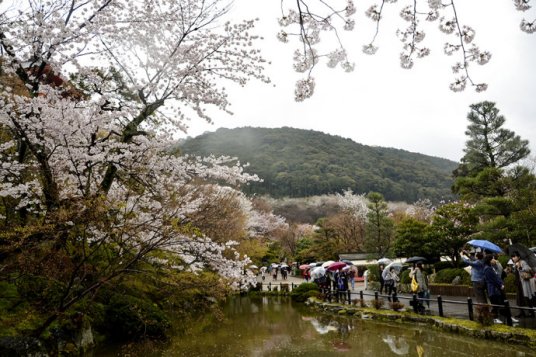 樱花节（日本樱花节）