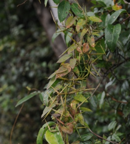 七层楼（夹竹桃科娃儿藤属植物）