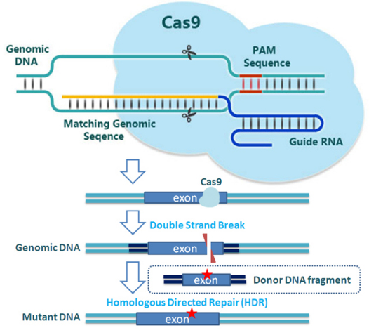 什么是CRISPR-Cas9