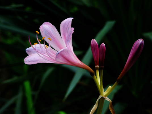 花被