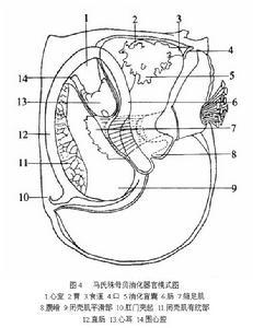 排泄系统