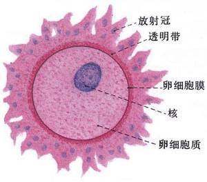 什么是排卵