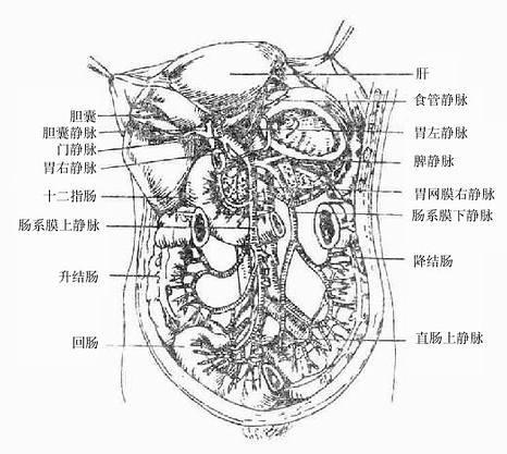 门静脉