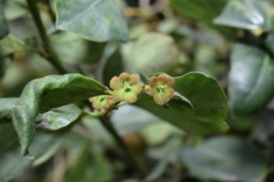 黑面神（叶下珠科黑面神属植物）