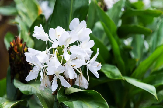 什么是姜花（姜科姜花属植物）