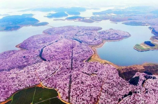 平坝农场樱花园