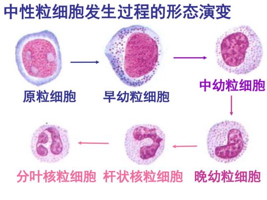 粒细胞