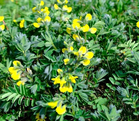 披针叶野决明（豆科野决明属植物）