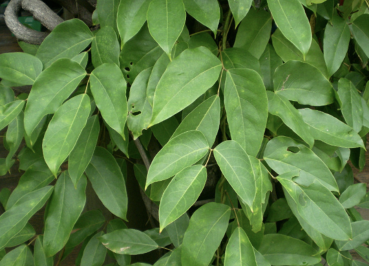 藤麻（荨麻科藤麻属植物）