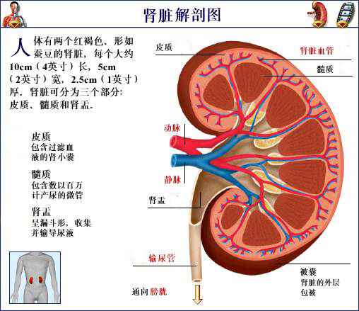 慢性肾炎综合症